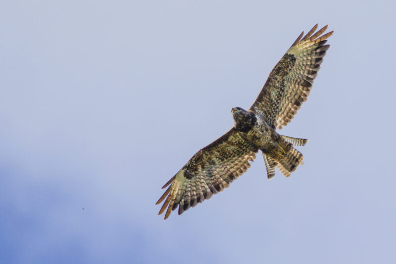 Buse variable